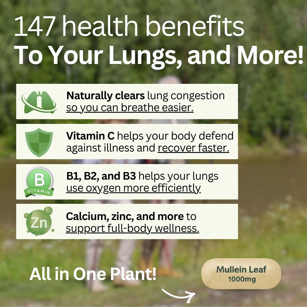Natural Mullein Leaf Capsules Herbal Supplement for Lung Cleanse Helps Healthy Respiratory Function & Mucous Membranes